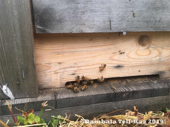 f:id:yanvalou:20190629102857j:plain