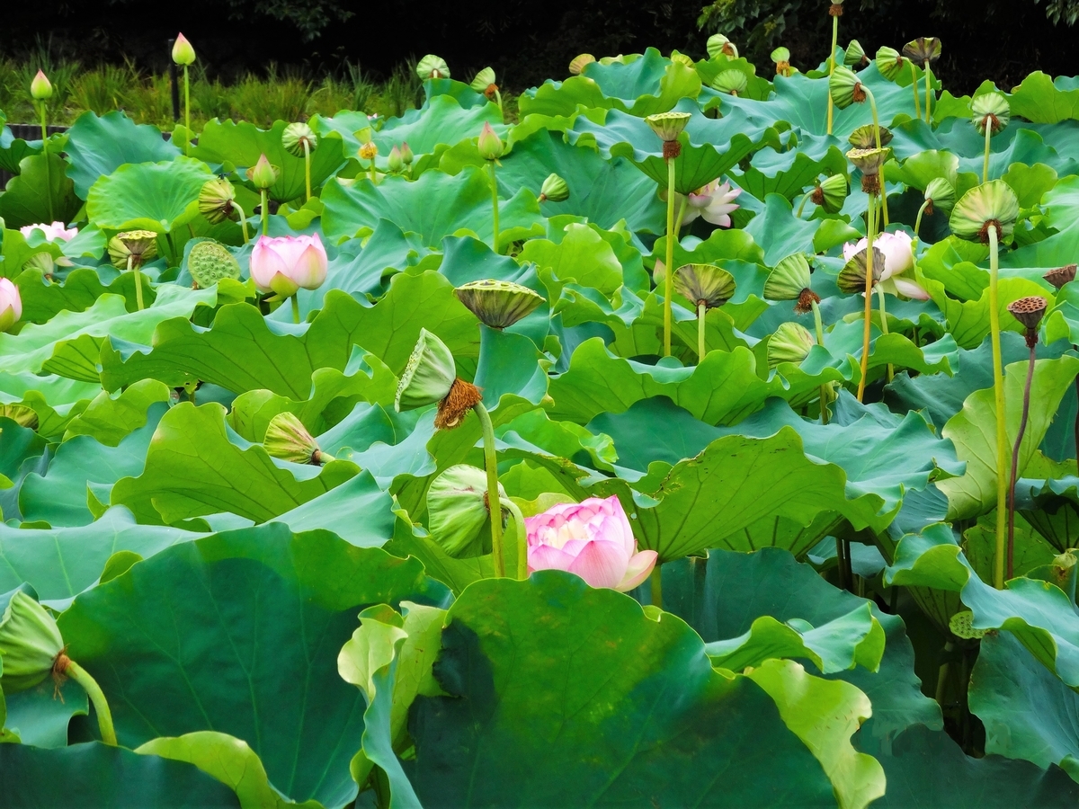 カンフーブログの再開「泥の中から花を咲かせられるように」