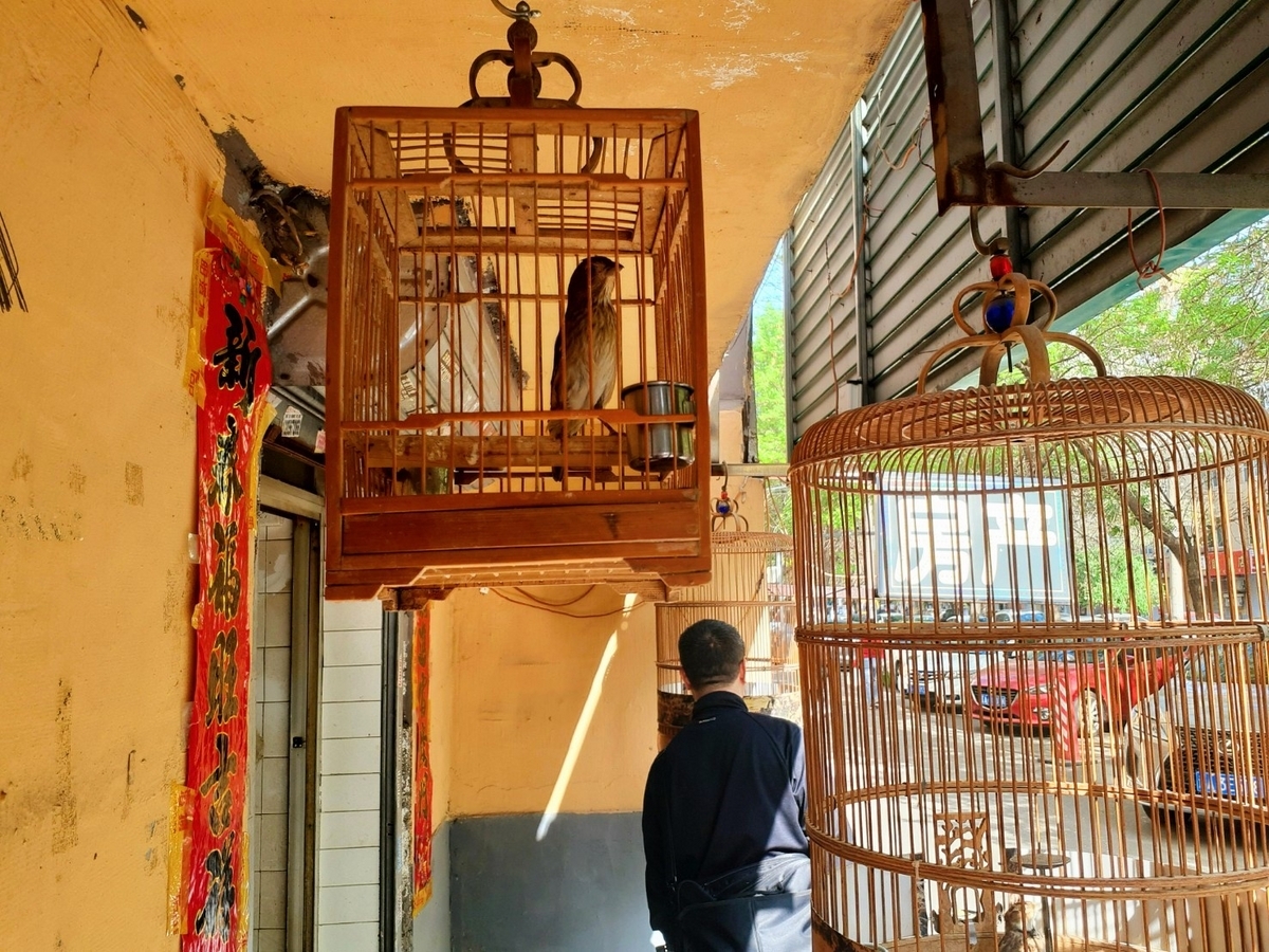 素朴な木の鳥かごで飼われている鳥たち。徐言偉ブログ