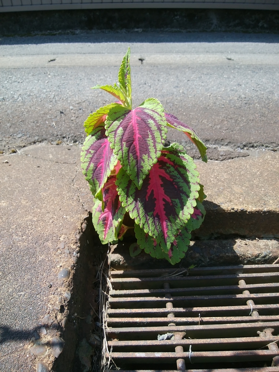 f:id:yas-99:20190822063123j:plain f:id:yas-99:20190822063123j:plain