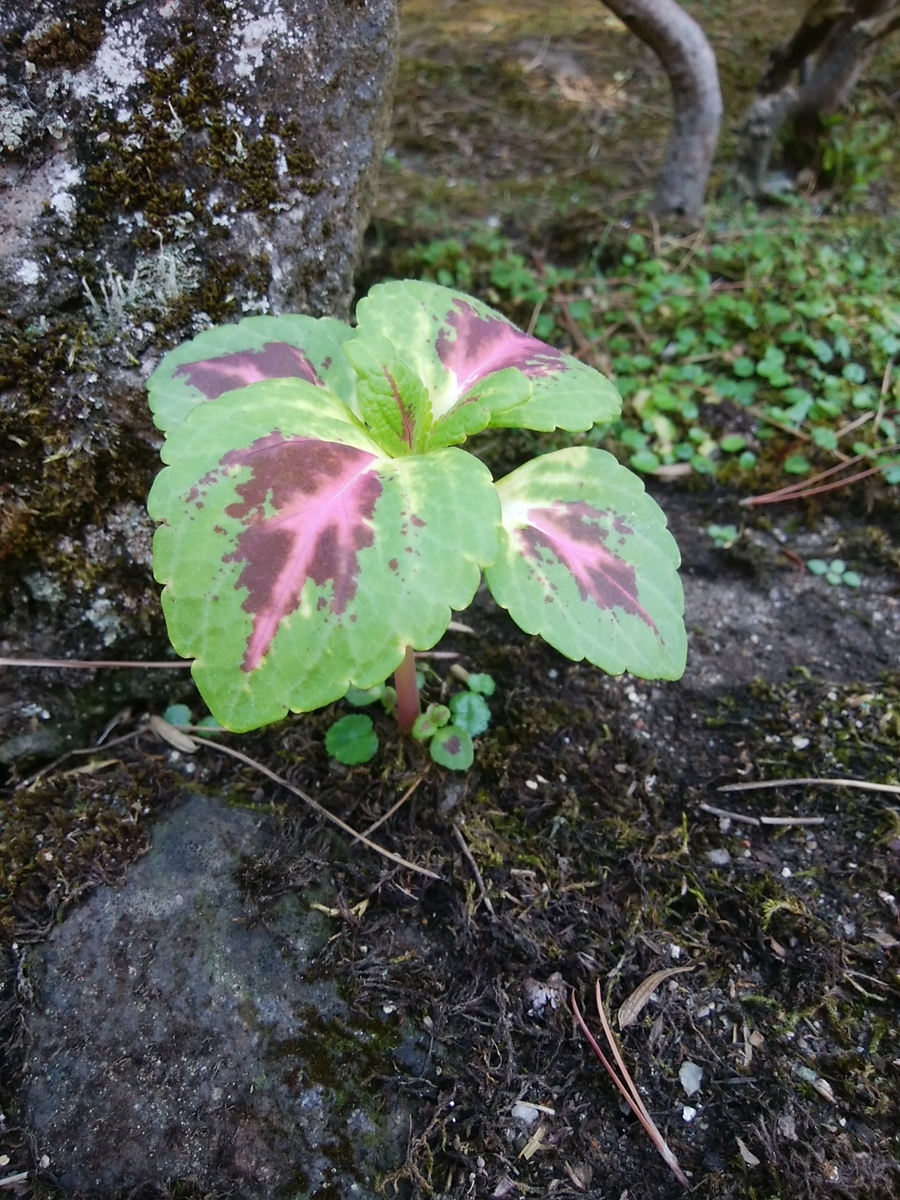 f:id:yas-99:20190822064334j:plain f:id:yas-99:20190822064334j:plain