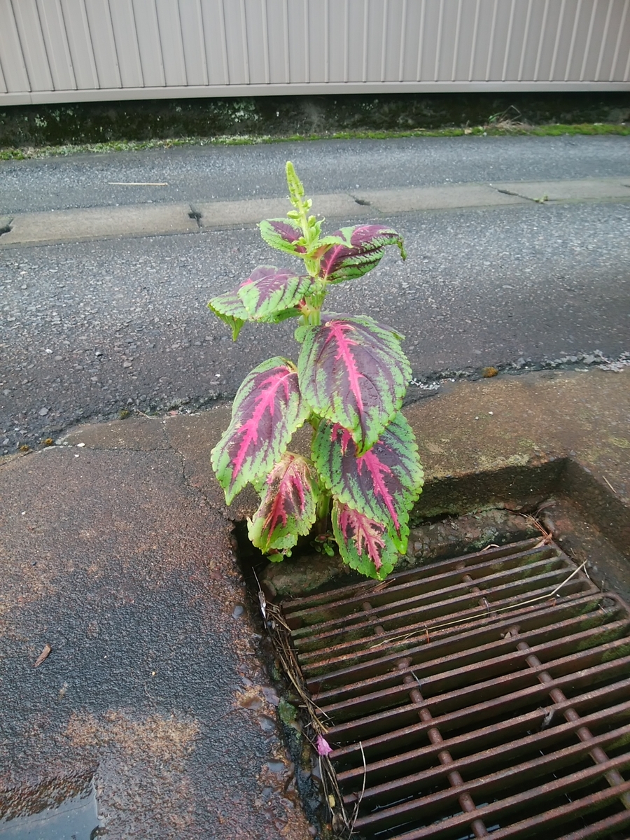 f:id:yas-99:20190822064836j:plain f:id:yas-99:20190822064836j:plain