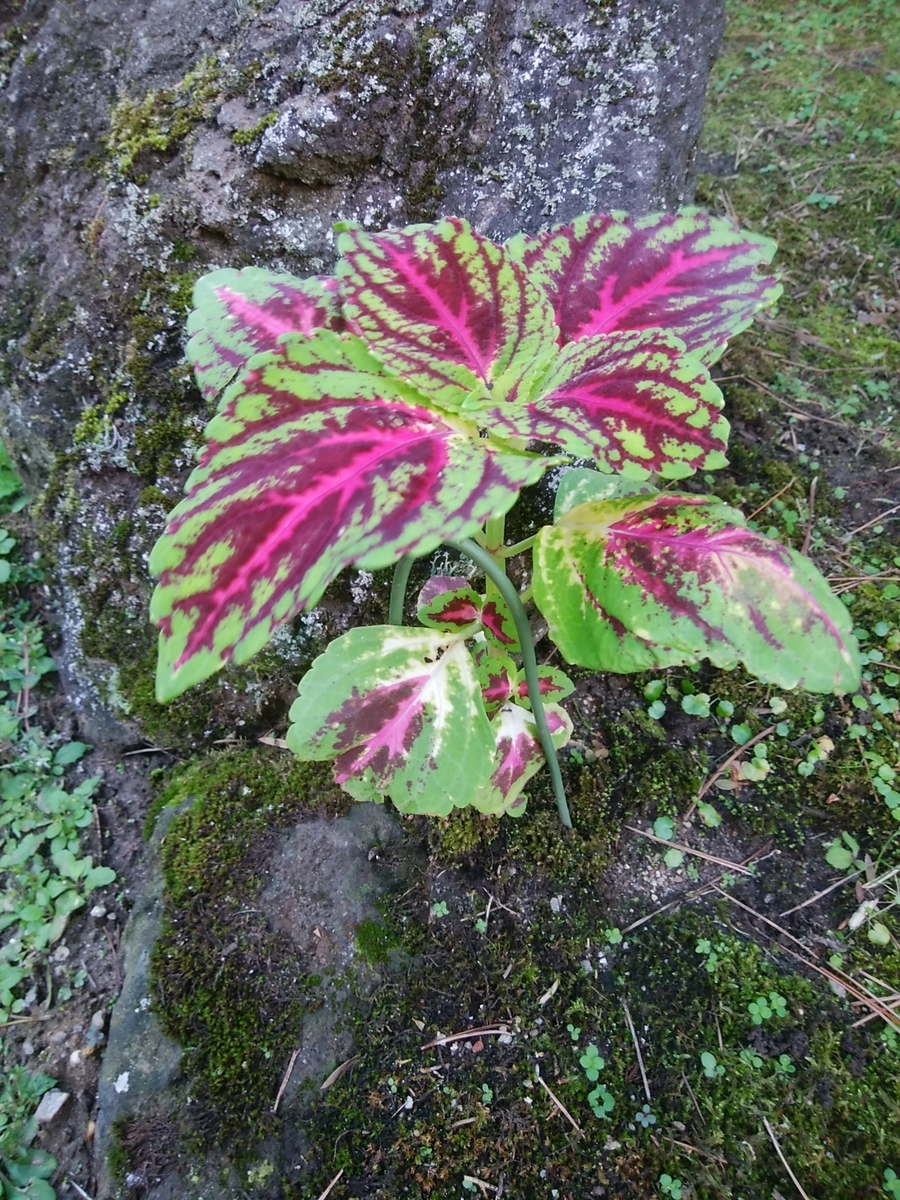 f:id:yas-99:20190906063951j:plain f:id:yas-99:20190906063951j:plain