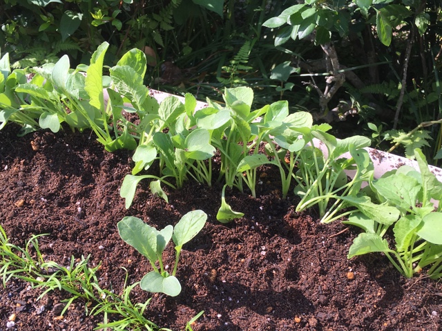 f:id:yasai18:20160522085051j:plain