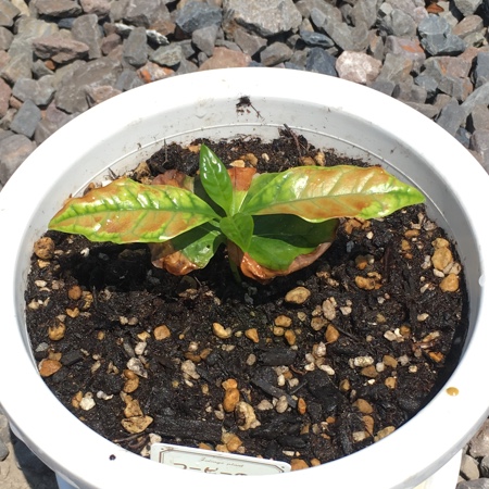 f:id:yasai18:20160522134419j:plain