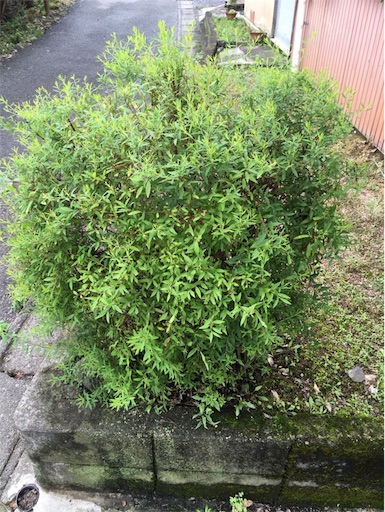 f:id:yasai18:20160630122339j:image:w550