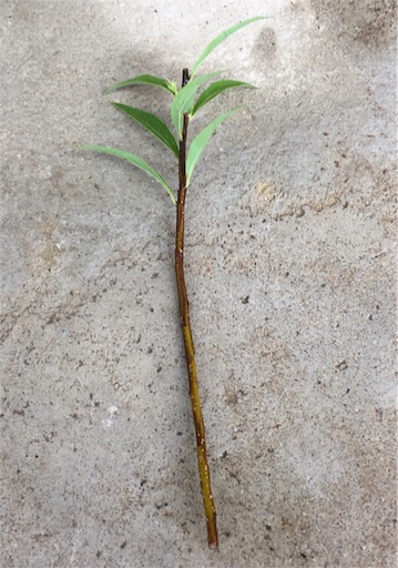 f:id:yasai18:20160630122344j:image:w550