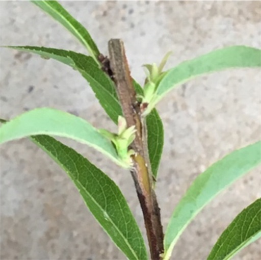 f:id:yasai18:20160630122349j:image:w550