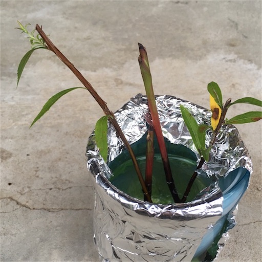 f:id:yasai18:20160730140047j:image