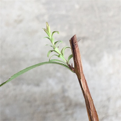 f:id:yasai18:20160730140112j:image