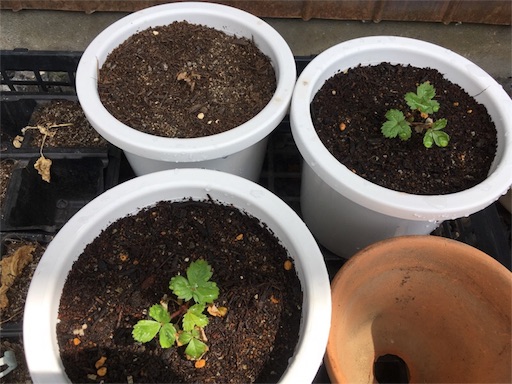 f:id:yasai18:20160807204001j:image