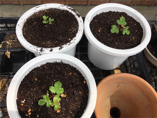 f:id:yasai18:20160807204455j:image