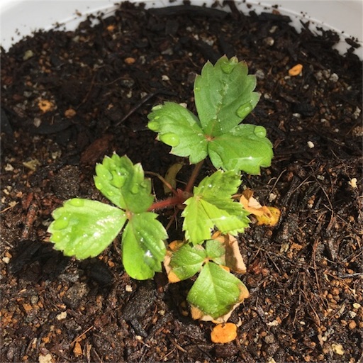 f:id:yasai18:20160807204552j:image