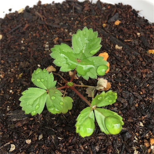 f:id:yasai18:20160807204732j:image