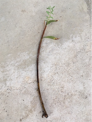 f:id:yasai18:20160910055939j:image:w550