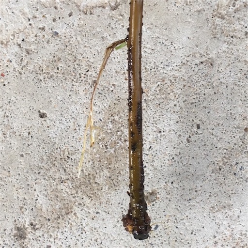 f:id:yasai18:20160910055944j:image:w550