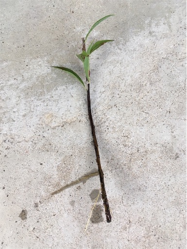 f:id:yasai18:20160910055949j:image:w550