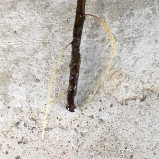 f:id:yasai18:20160910055954j:image:w550