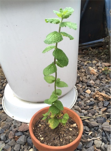 f:id:yasai18:20160911062151j:image:w550