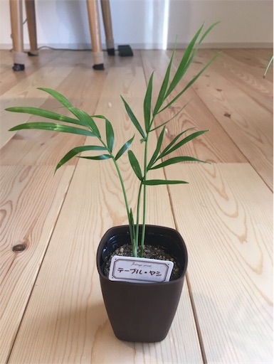 f:id:yasai18:20170304054324j:image