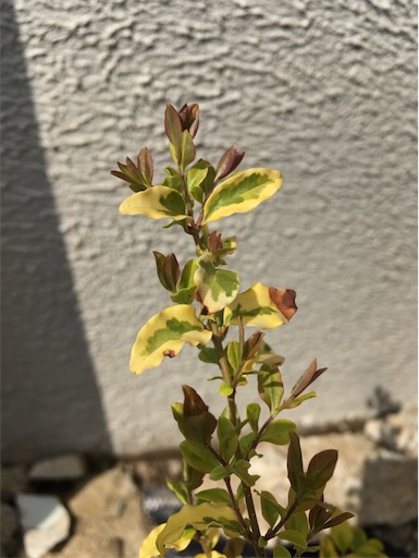 f:id:yasai18:20170415172300j:image