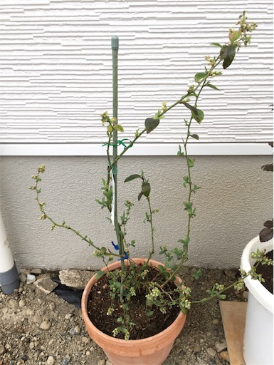 f:id:yasai18:20170422140050j:image