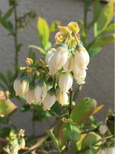 f:id:yasai18:20170422140116j:image