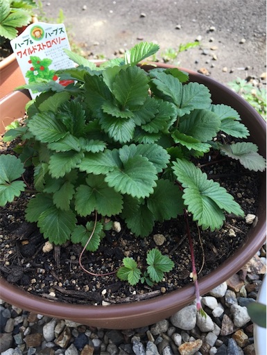 ワイルドストロベリー