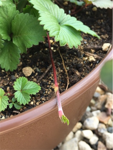 ワイルドストロベリー