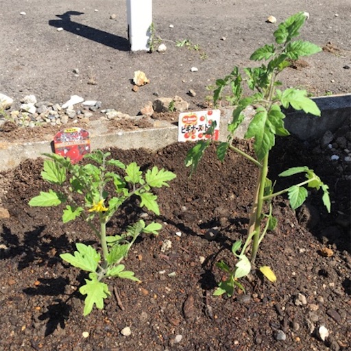 f:id:yasai18:20170423145550j:image