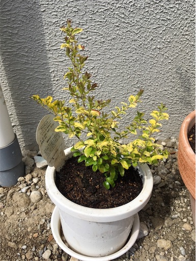 f:id:yasai18:20170430055504j:image