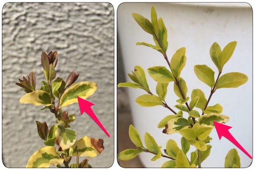 f:id:yasai18:20170430055512j:image