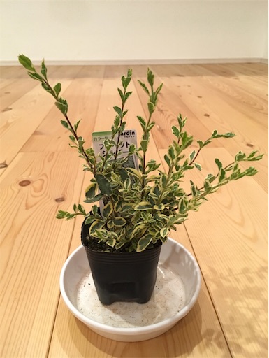 f:id:yasai18:20170502221736j:image