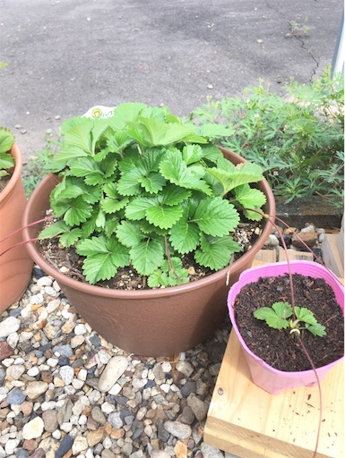 ワイルドストロベリー