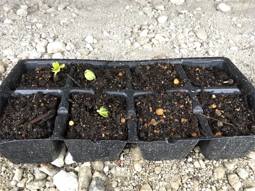 f:id:yasai18:20170513111554j:image