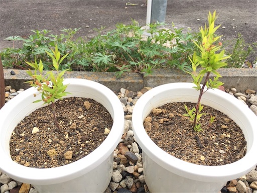 f:id:yasai18:20170513205815j:image