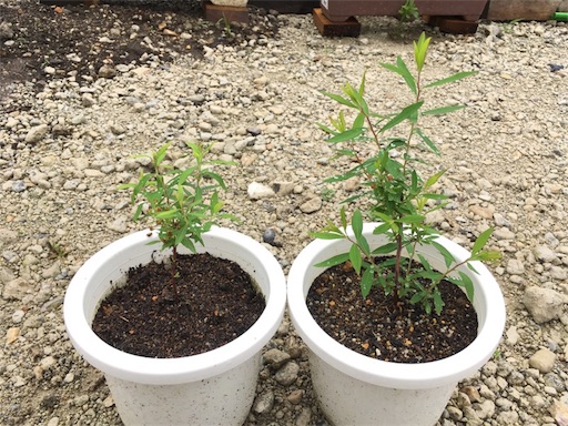 f:id:yasai18:20170513205916j:image