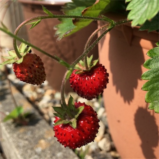 f:id:yasai18:20170514190931j:image