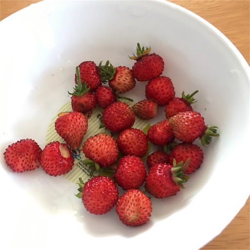 f:id:yasai18:20170514190937j:image