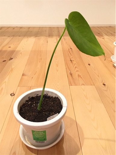 f:id:yasai18:20170515214211j:image