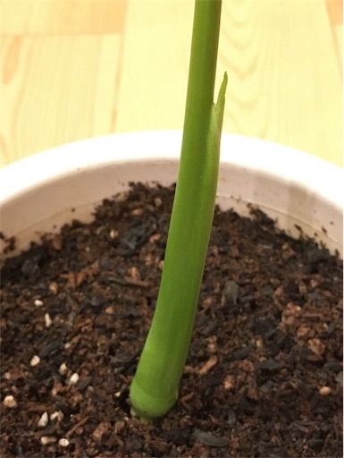 f:id:yasai18:20170515214215j:image