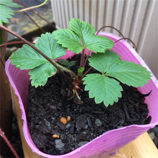 ワイルドストロベリー