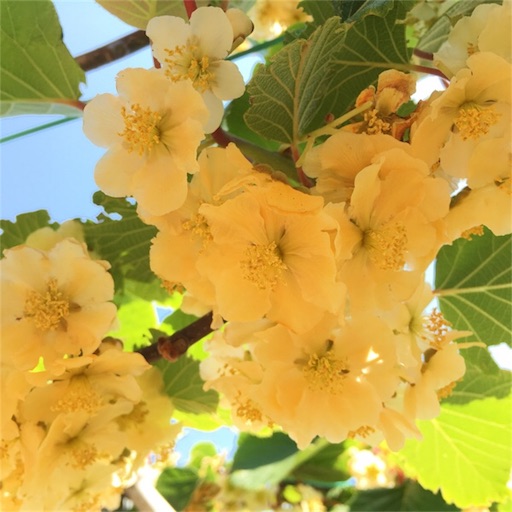 f:id:yasai18:20170525202835j:image