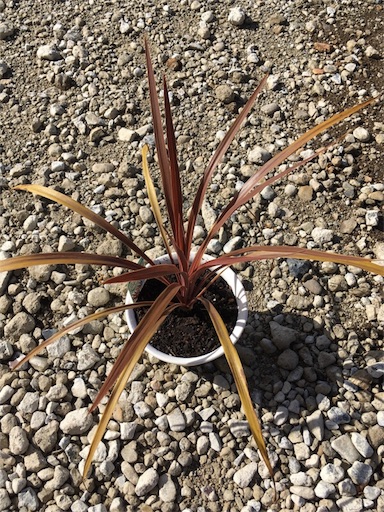 f:id:yasai18:20170610052405j:image