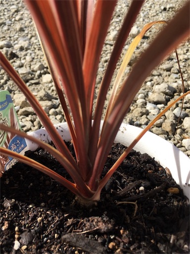 f:id:yasai18:20170610052413j:image