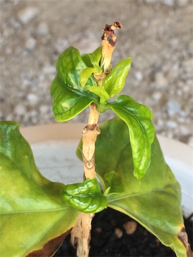 f:id:yasai18:20170617201332j:image:w250