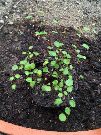 f:id:yasai18:20170618165201j:image