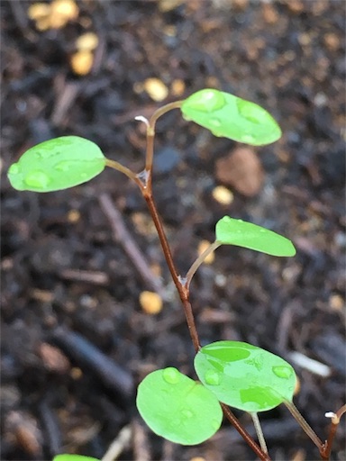 f:id:yasai18:20170618165204j:image