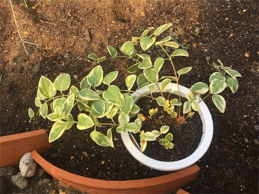 f:id:yasai18:20170625045044j:image