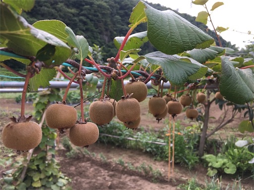 f:id:yasai18:20170702190252j:image